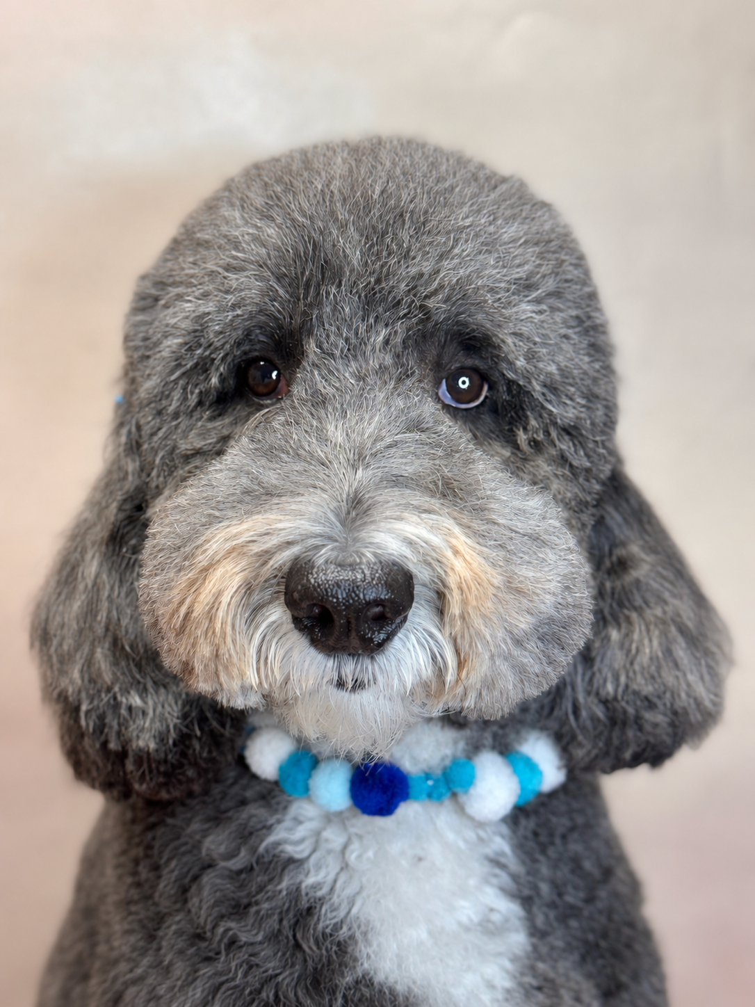 Portrait of a freshly groomed grey dog wearing a blue and white pom-pom collar