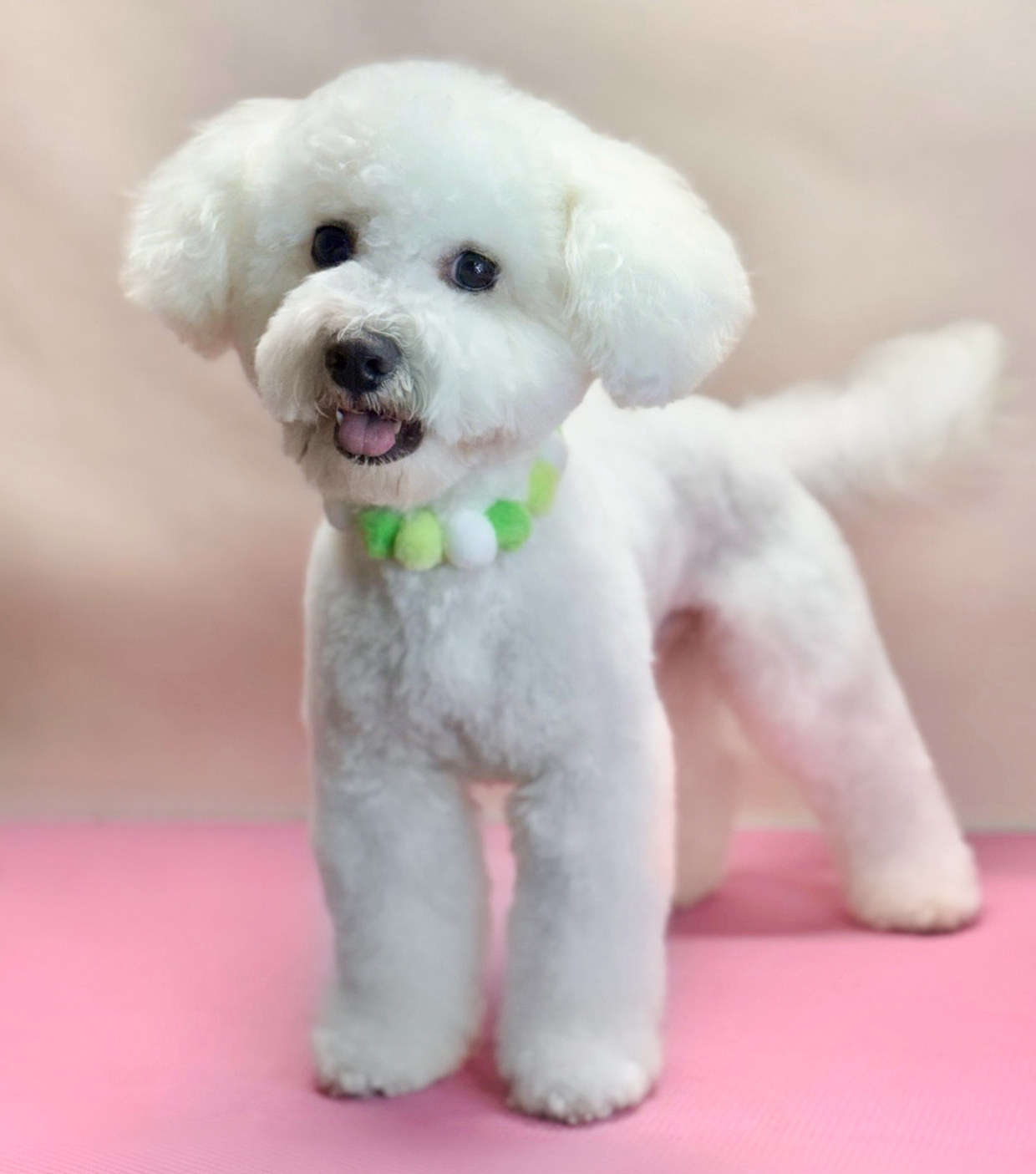 The same bichon after the groom, coat scissored smooth, face trimmed round, wearing a green pom-pom collar