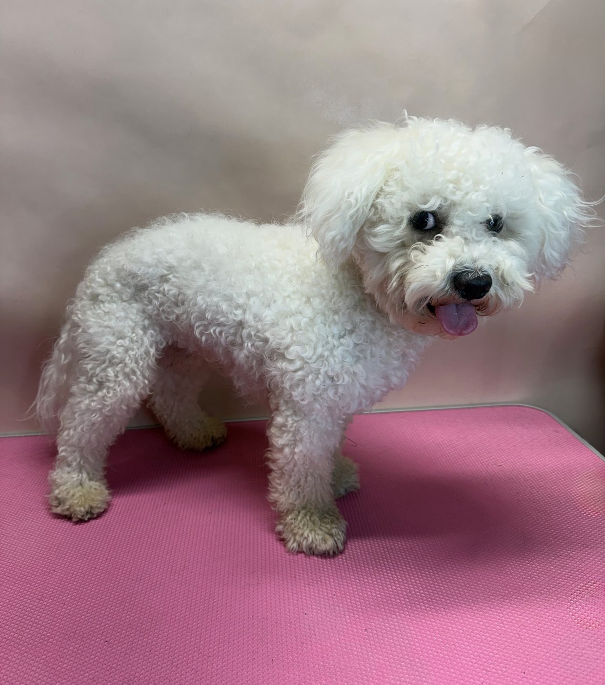 White bichon before the groom, coat grown out, curly and uneven
