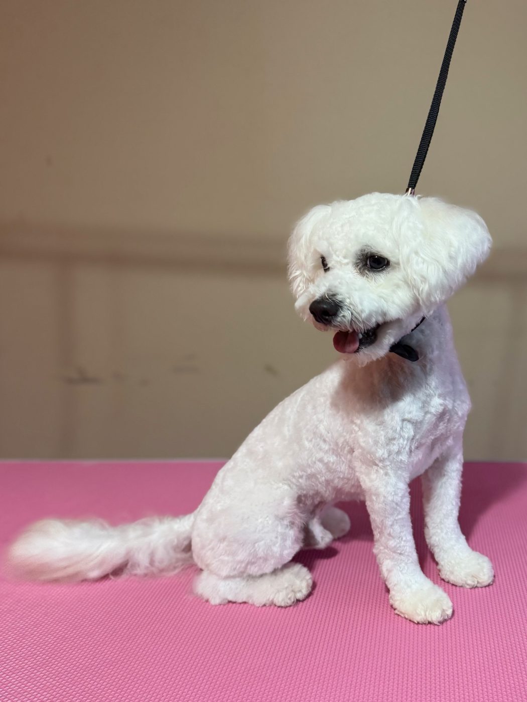 Small white bichon standing proudly after a full groom