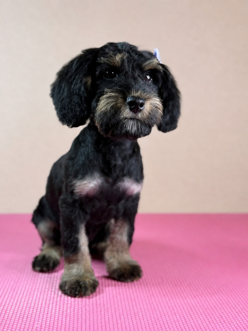 Black and tan doodle in a close studio portrait after a full groom