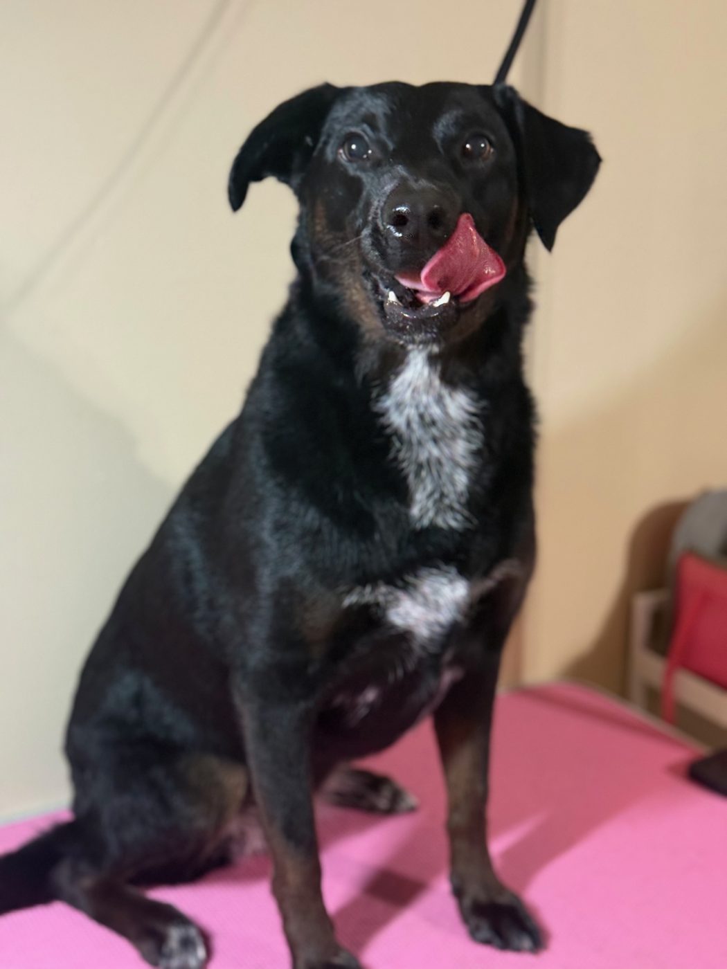 Black lab mix mid-smile after a bath