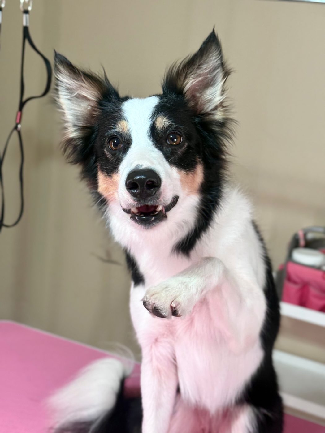 Border collie offering a paw on the grooming table