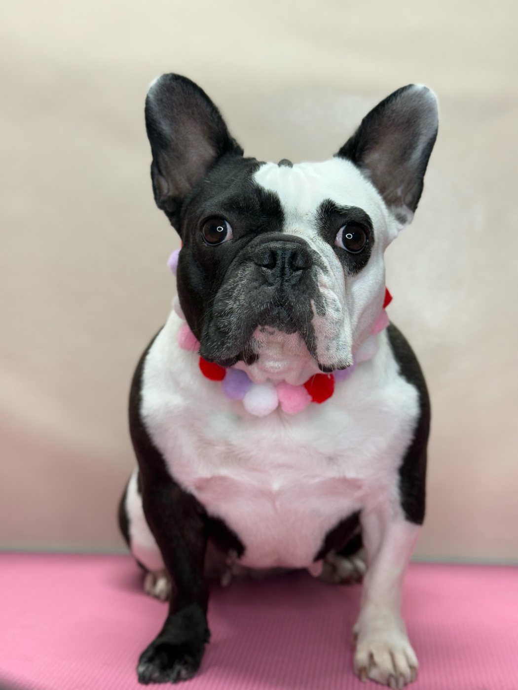 Black and white French bulldog in a pom-pom collar after a bath and blow dry