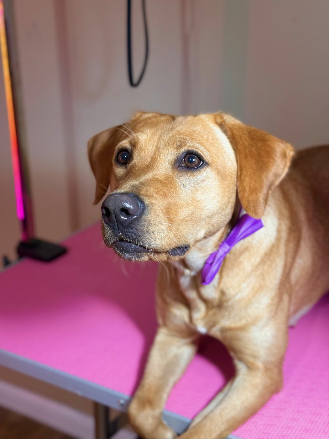 Golden mix with a purple bow after a bath and blow dry