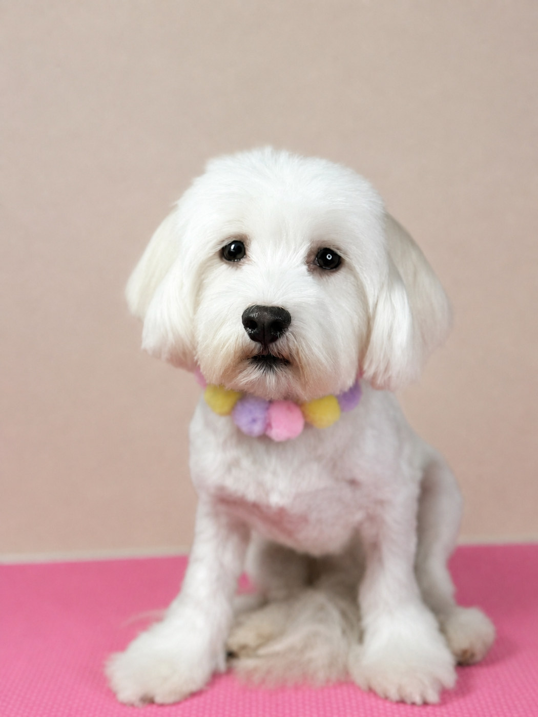 White maltese mix in a pastel pom-pom collar after a full groom