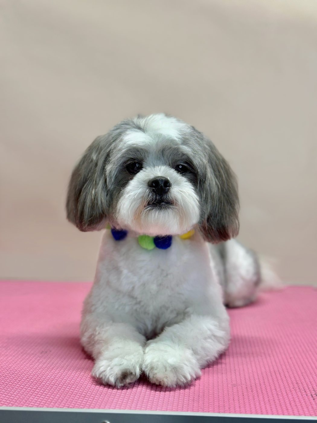 Grey and white shih tzu in a pom-pom collar, resting after a full groom