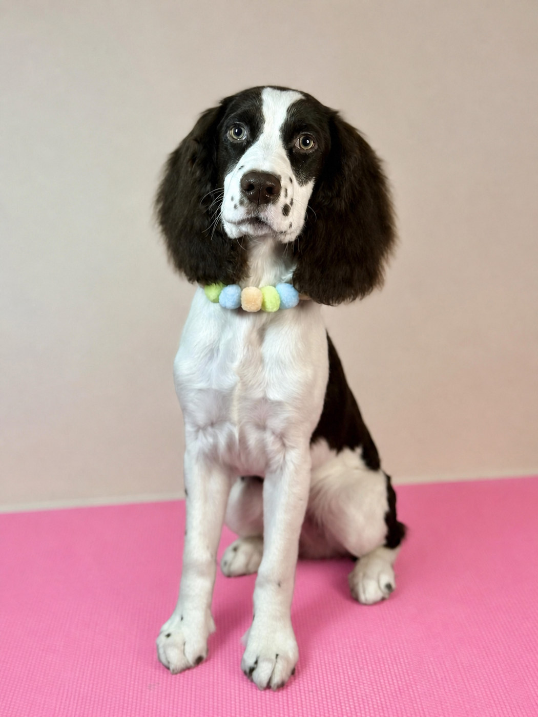 Black and white springer spaniel in a pastel pom-pom collar, ears and feathering tidied