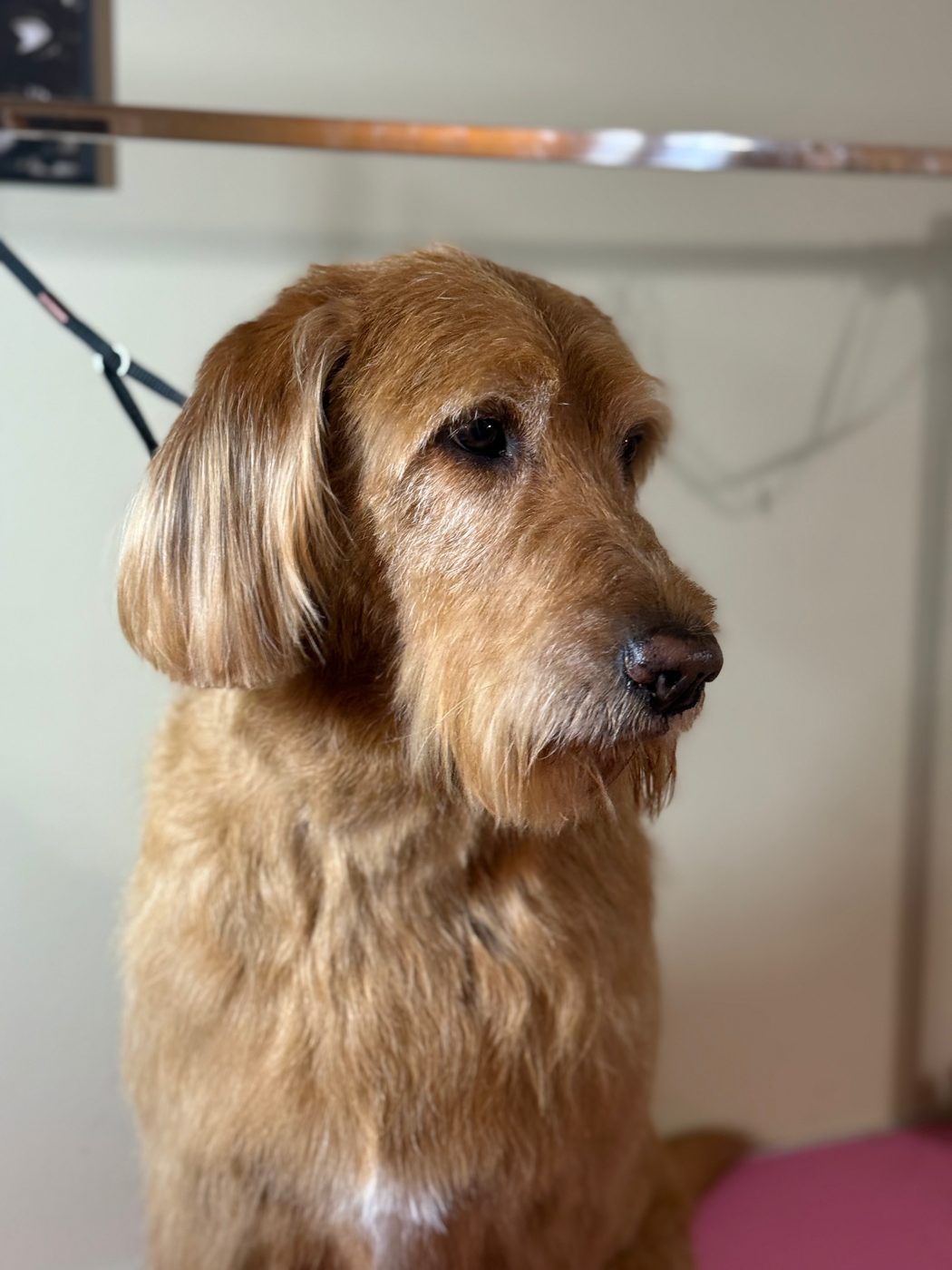 Wheaten mix brushed out and finished