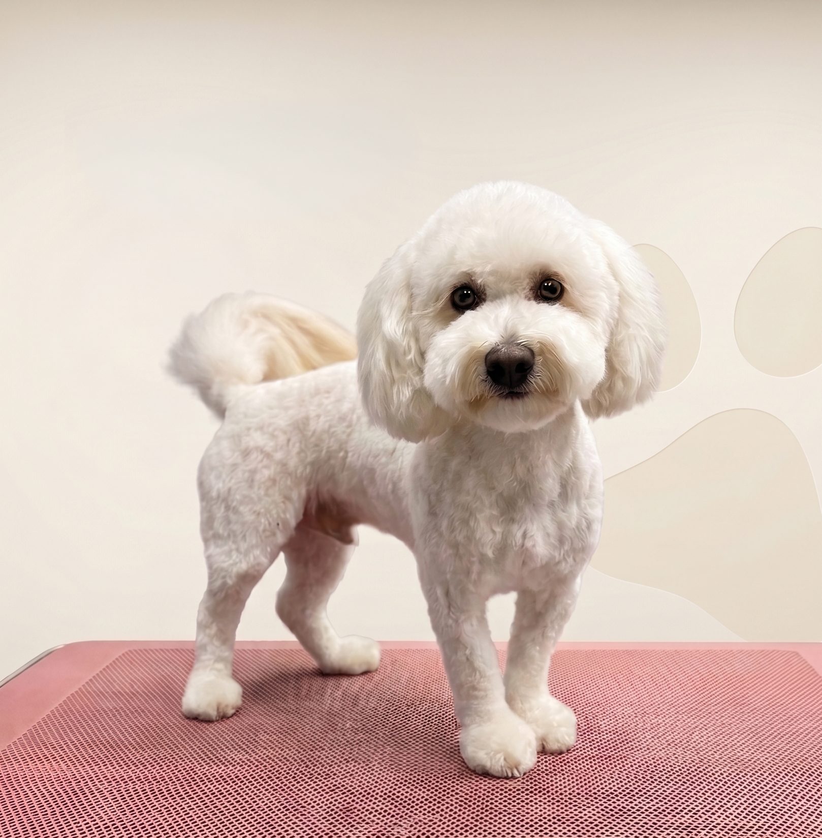 A freshly groomed white dog at the Pawline studio, soft-lit and calm
