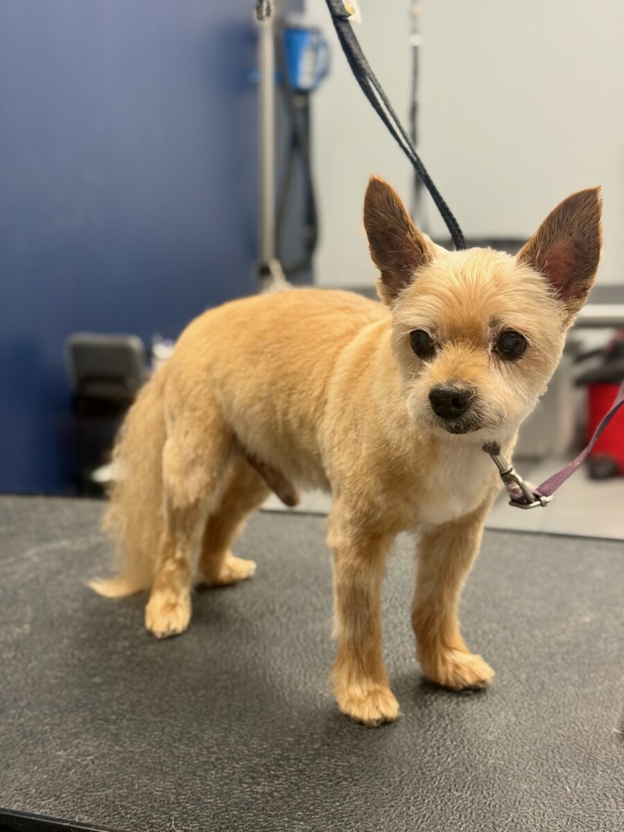Small yorkie mix standing tall after a full groom