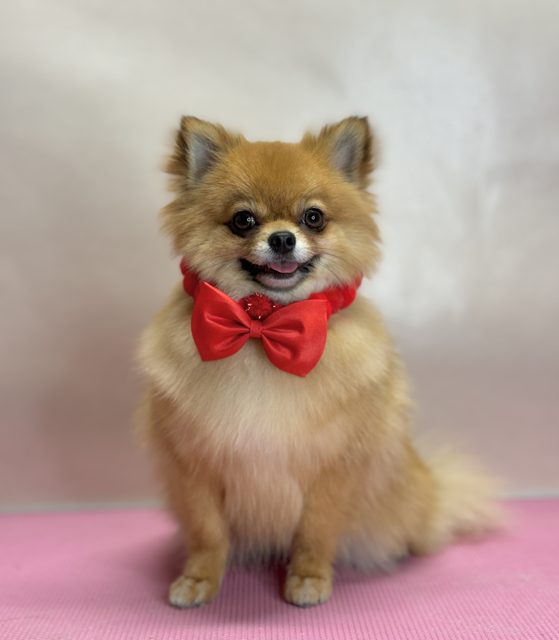 Small golden dog wearing a red bow tie