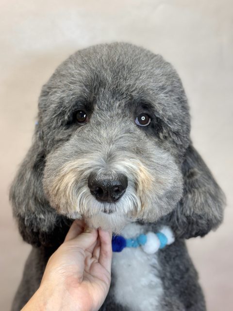 Grey curly-coated dog with a blue and white collar