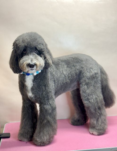 Grey dog standing sideways with a neatly trimmed coat