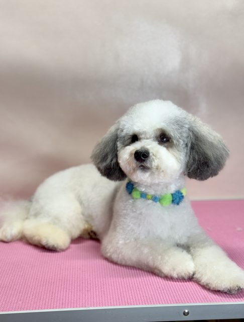 White and grey dog reclining on the grooming table