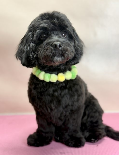 Black fluffy dog wearing a lime green collar
