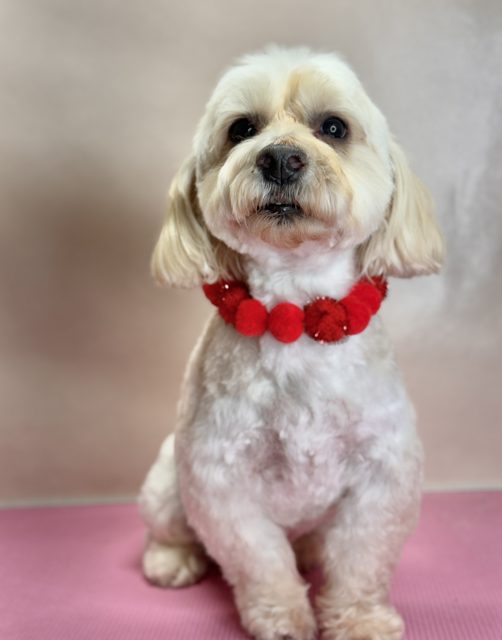 Cream dog with a red collar