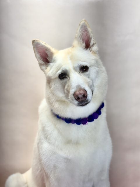 White upright-eared dog with a purple collar