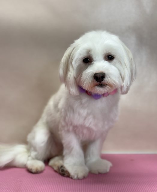 White fluffy dog with a purple collar