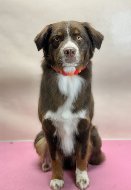 Brown and white dog with an orange collar