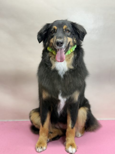 Black and tan dog with a green collar