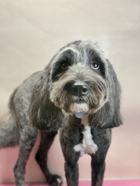 Grey shaggy-eared dog looking at the camera
