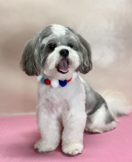Grey and white dog with a red, white and blue collar