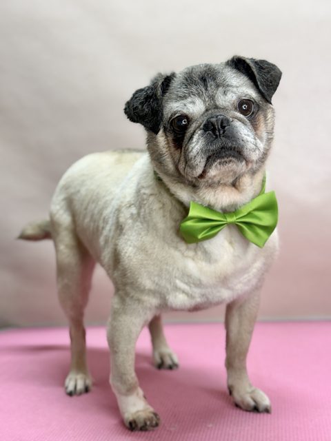 Small pug wearing a green bow tie