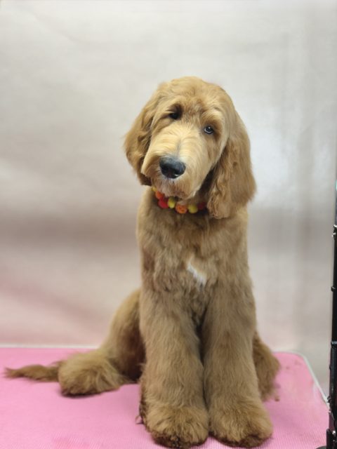 Golden curly-coated dog sitting on the grooming table