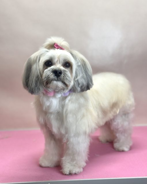 White and grey long-haired dog with a topknot