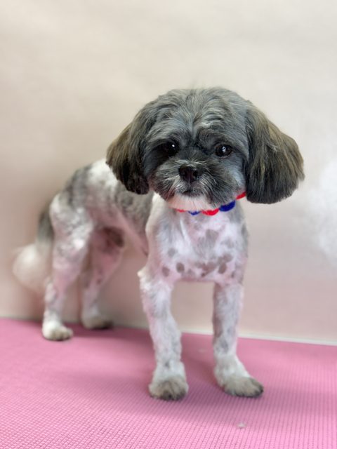 Small black and white dog with a pink collar