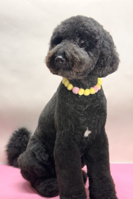 Black curly-coated dog with a yellow and pink collar