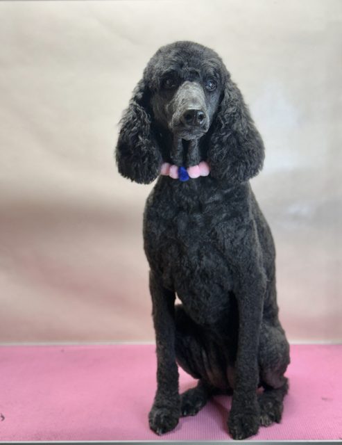 Black poodle with long fluffy ears