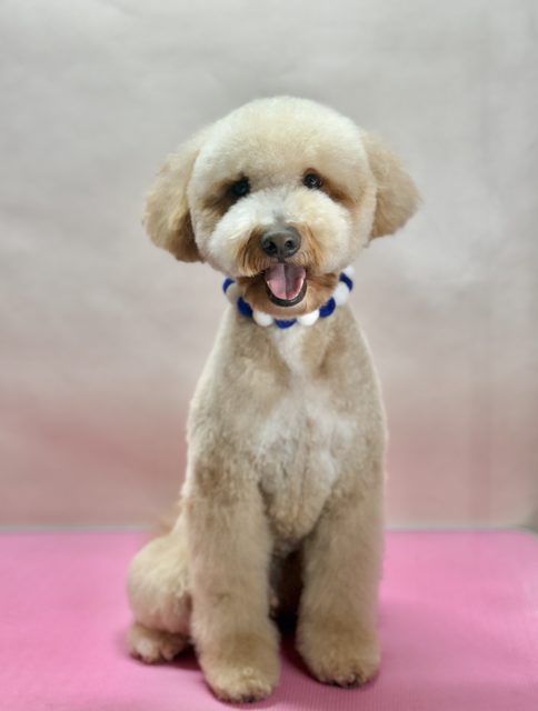 Cream curly-coated dog with a round trimmed face
