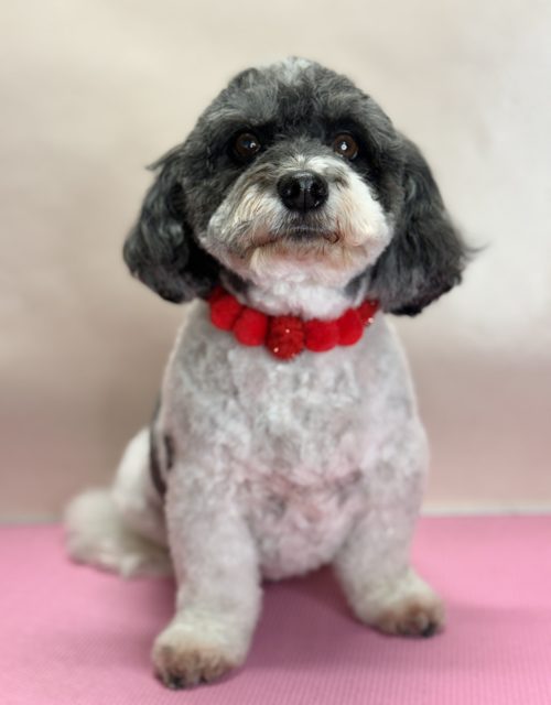 Black and white fluffy-faced dog with a red collar