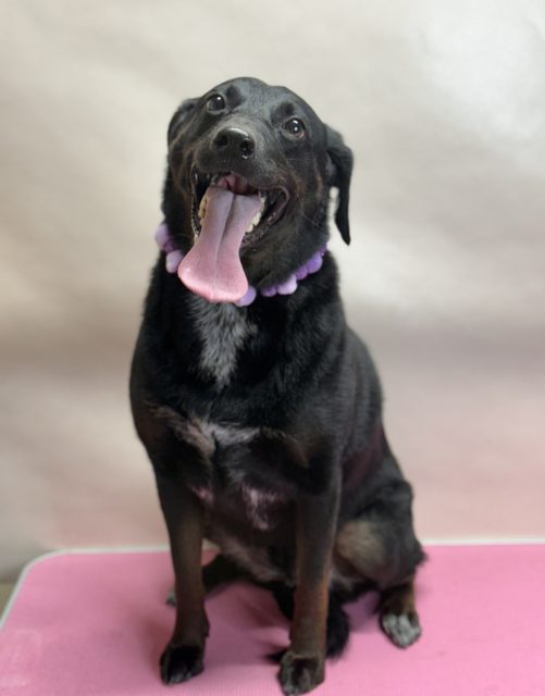 Black smooth-coated dog with its tongue out