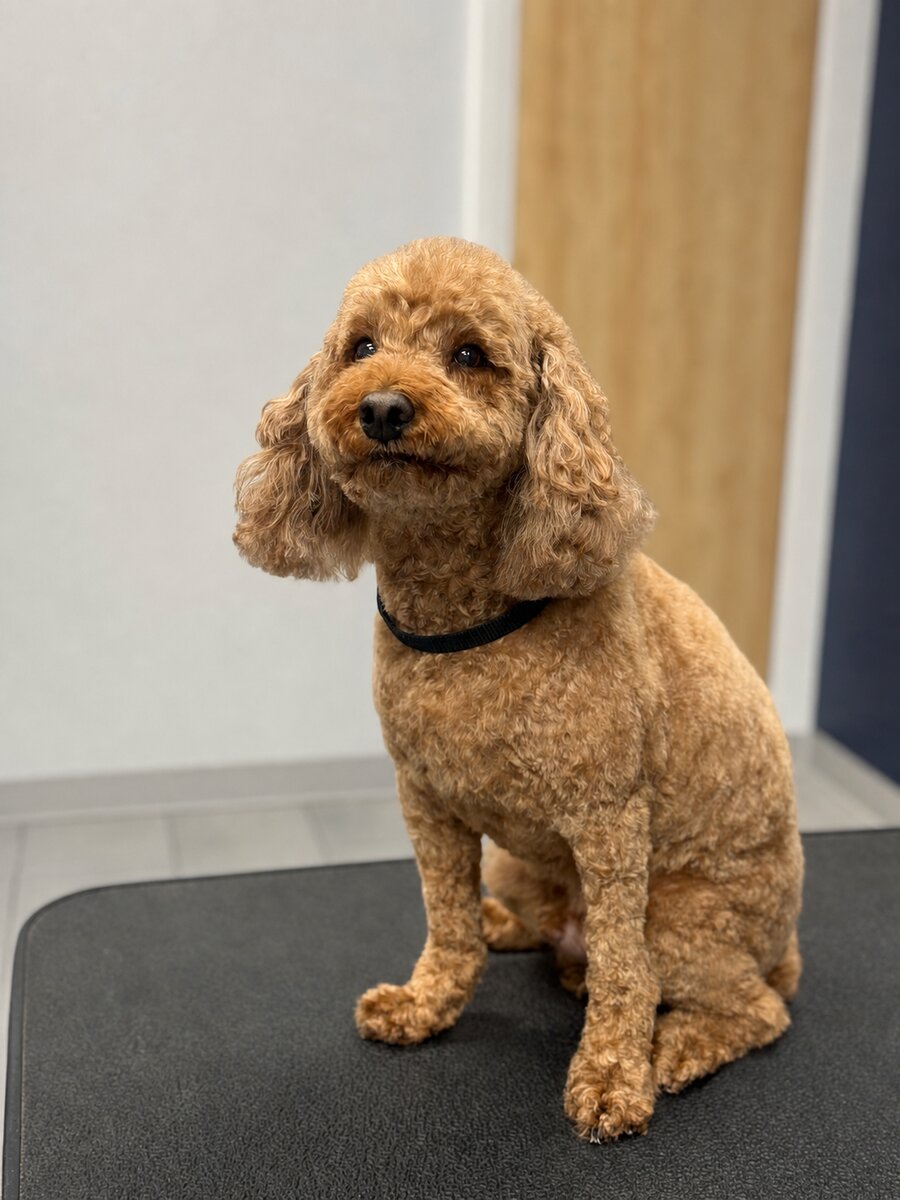 The same poodle after the groom, face and ears trimmed clean