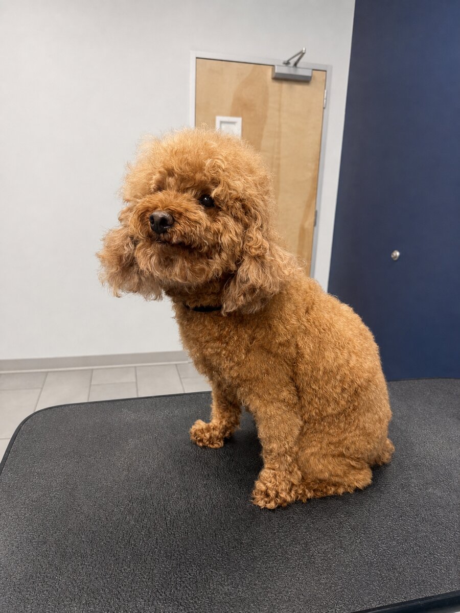 Apricot poodle before the groom, coat fluffy and untrimmed