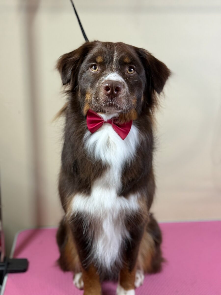Australian shepherd in a red bow tie, studio portrait