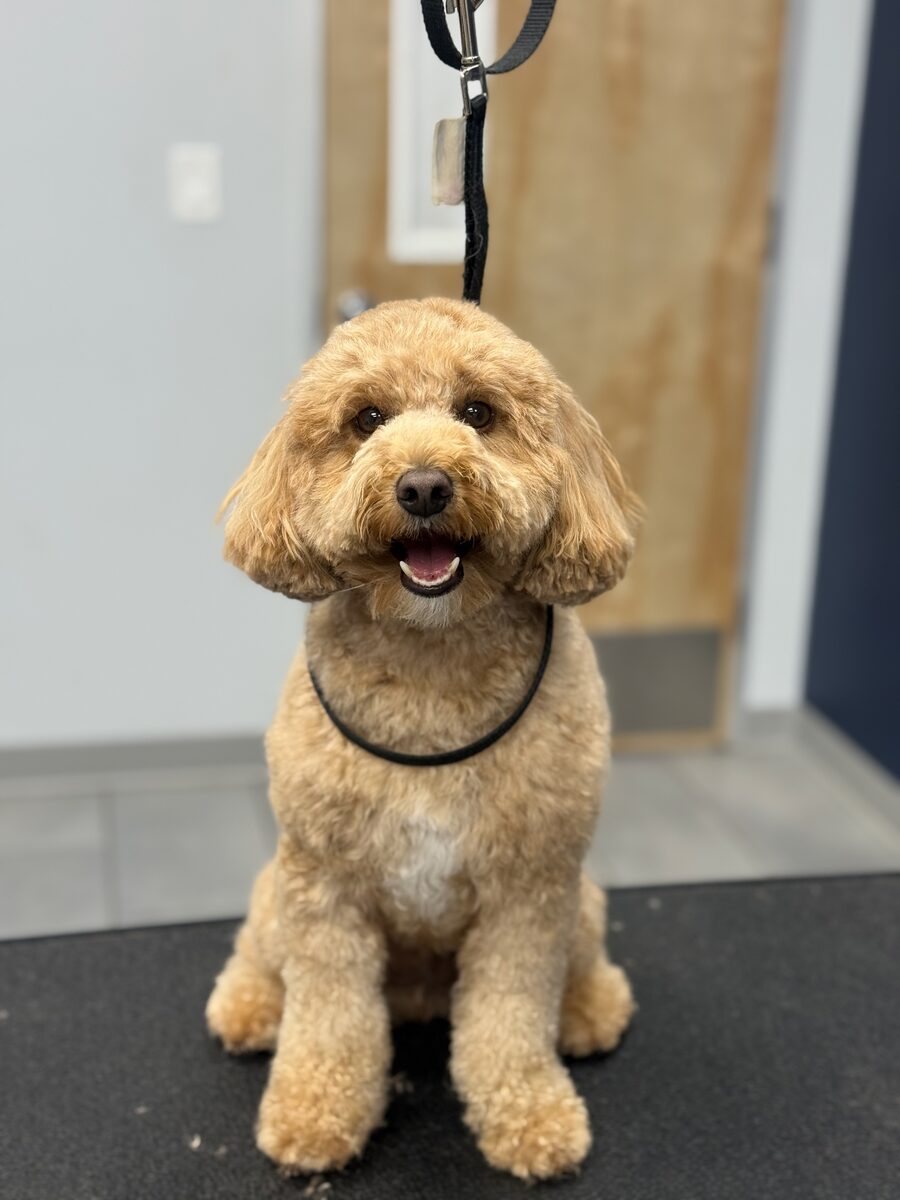 Goldendoodle sitting and smiling after a groom