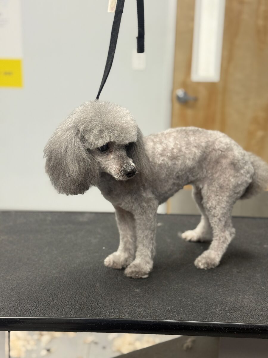 Grey poodle with a clean clip