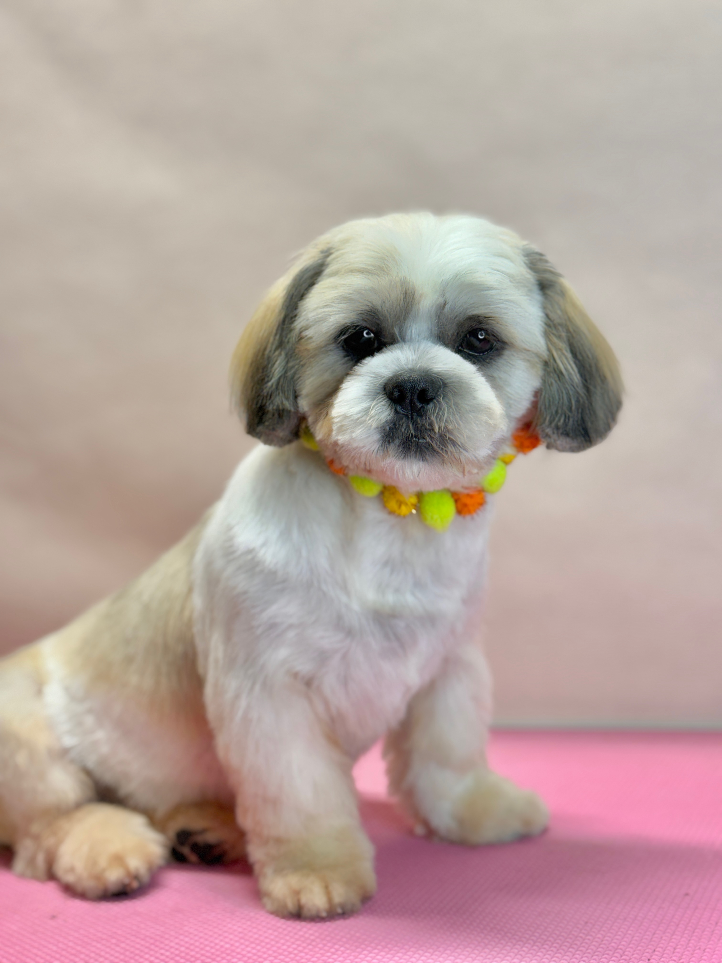 The same dog freshly groomed with a rounded face and bright pom-pom collar