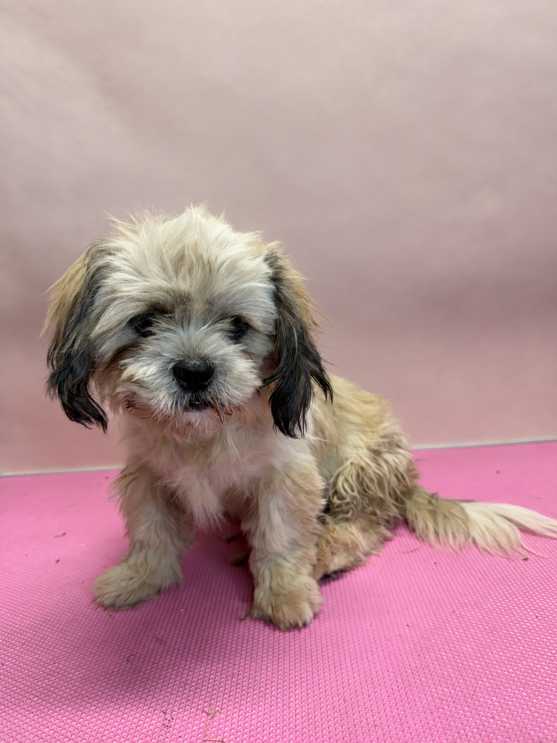 Small tan, grey and white dog with a shaggy coat before grooming